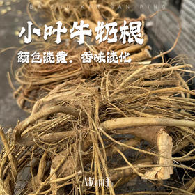 福建小叶牛奶根新鲜现挖南平野生牛奶根多规格可选松溪白花牛奶根