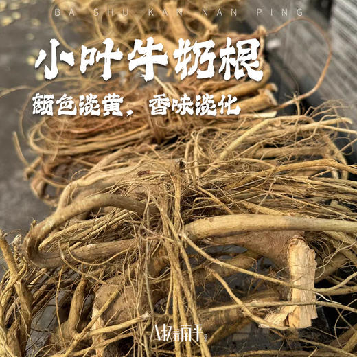 福建小叶牛奶根新鲜现挖南平野生牛奶根多规格可选松溪白花牛奶根 商品图0