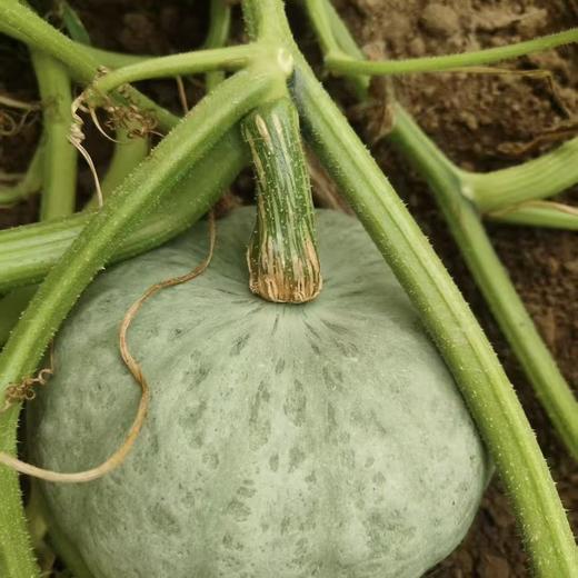 银栗南瓜 农家自种小南瓜 新鲜现摘 粉糯香甜 商品图3