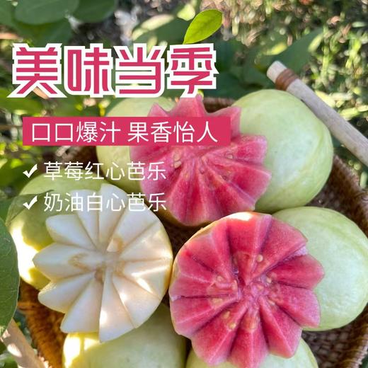 广西芭乐#软糯香甜，热量低，减体孕妈可吃，290项农残检测达标，红白双色，赠酸梅粉，#红心芭乐预计9月中开卖 商品图1