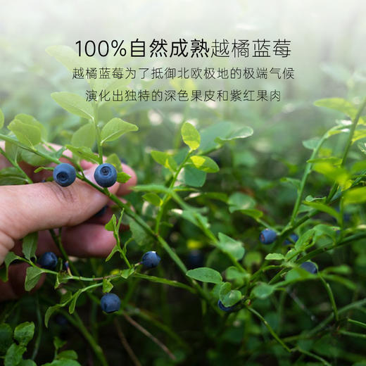 几分之几 北欧越橘蓝莓干80g/加州无核西梅干125g/土耳其无花果干100g/金钻凤梨100g/蔓越莓干100g 商品图12