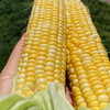 双色水果玉米 商品缩略图3
