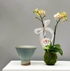 苔玉蝴蝶兰（花色随机） 商品缩略图2