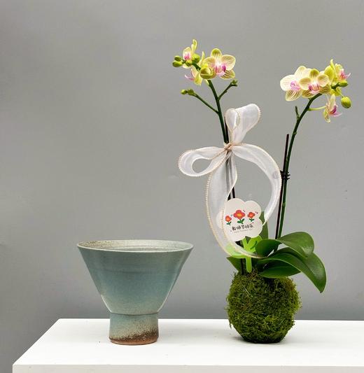 苔玉蝴蝶兰（花色随机） 商品图2