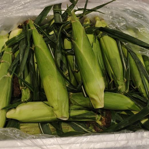 包邮！超好吃！云南高甜超嫩水果玉米【8根】生吃口感绝了，超甜，果肉细腻完全无渣，选品团队一致强烈推荐！ 商品图1