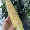 双色水果玉米 商品缩略图4