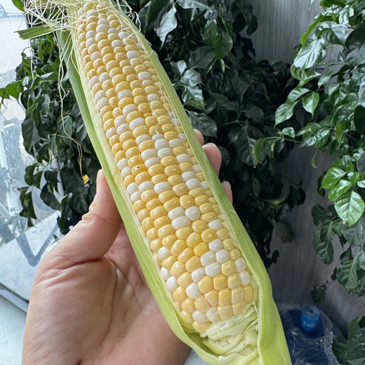 双色水果玉米 商品图4