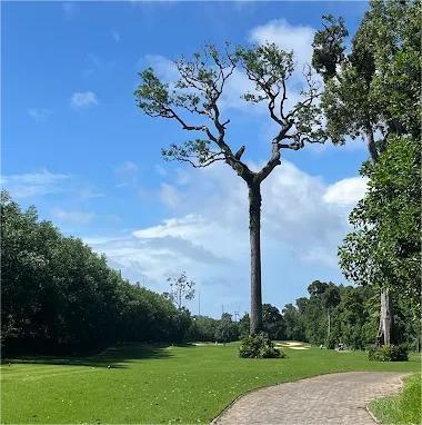 富国岛珍珠高尔夫俱乐部 Vinpearl Golf Phú Quốc  | 富国岛高尔夫球场 | 越南高尔夫球场俱乐部 商品图3