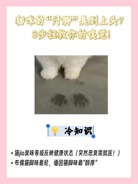 猫咪“汗脚”臭到上头❓3步拯救你的嗅觉❗