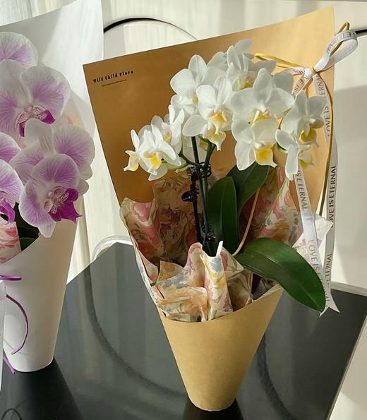 蝴蝶兰盆栽（花色随机） 商品图1