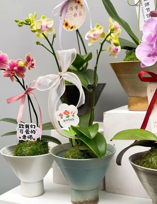 苔玉蝴蝶兰（花色随机） 商品图1