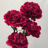 单头康乃馨DAN-红绸-18-20支 商品缩略图0