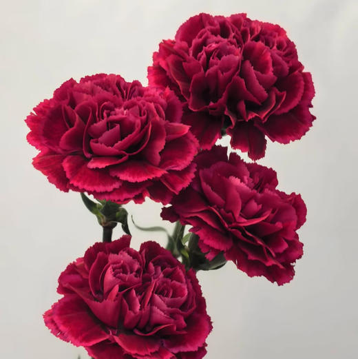 单头康乃馨DAN-红绸-18-20支 商品图0