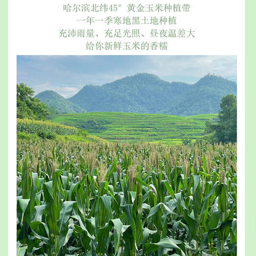 非转基因【零农残鲜食甜糯/香糯玉米】源自东北黑土地 鲜食玉米之乡·真空独立包装·1小时极速锁鲜·口感香甜软糯·每一口都饱含着浓郁的玉米清香 商品图2