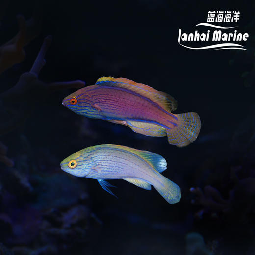 澳洲紫线雀 对装 商品图0