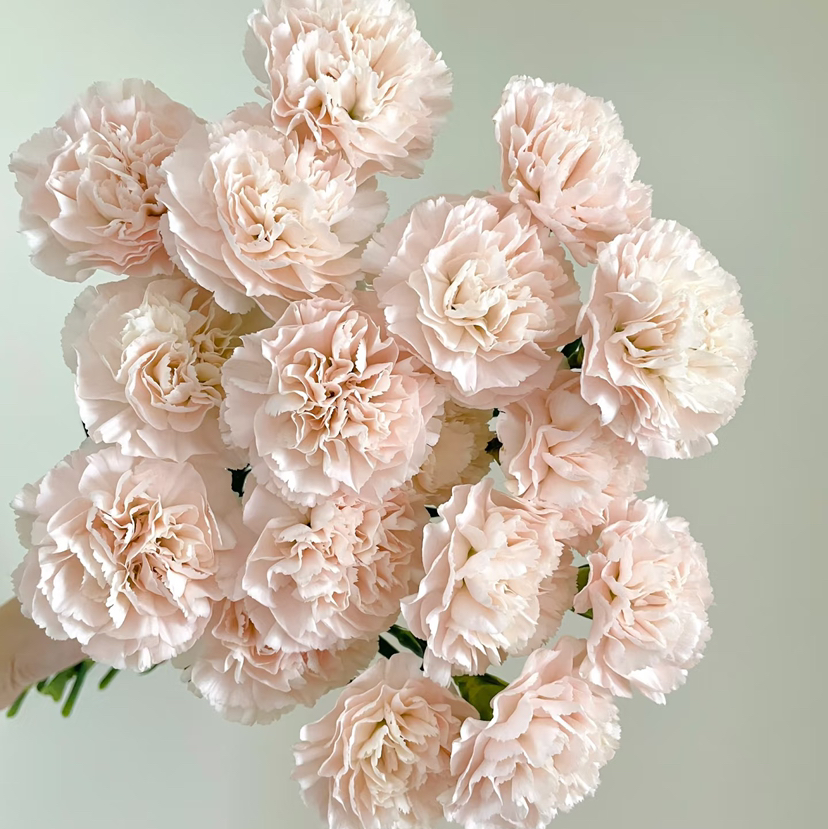 单头康乃馨DAN-流光-18-20支