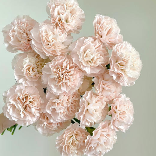 单头康乃馨DAN-流光-18-20支 商品图0