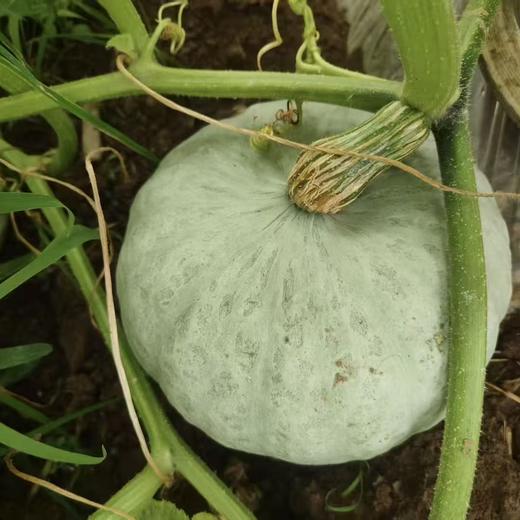 银栗南瓜 农家自种小南瓜 新鲜现摘 粉糯香甜 商品图5