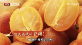 湿气重的人，多吃这个“正气果”——党参黄皮瘦肉汤