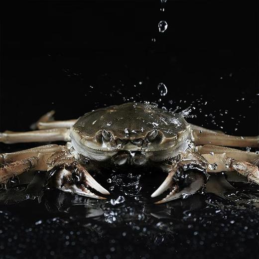 【旗舰店6折】贝师傅阳澄湖大闸蟹礼券 礼卡 赠送食蟹套装 螃蟹礼盒 礼品卡送礼提货券，9月下旬-12月1日 阳澄湖开湖后可兑换 商品图7