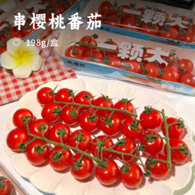 串樱桃番茄 | 优选品种 现摘现发 连枝带叶 成串更新鲜 番茄味鲜明 汁水饱满 低GI高维C