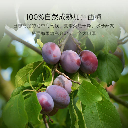 几分之几 加州无核西梅干 125g*2 商品图1
