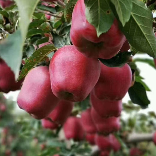 【助力】甘肃花牛苹果成熟啦！先脆后粉，香甜多汁，一果两吃！一颗吃过的人都赞不绝口的苹果。恳请转发支持！ 商品图3