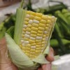 包邮！超好吃！云南高甜超嫩水果玉米【8根】生吃口感绝了，超甜，果肉细腻完全无渣，选品团队一致强烈推荐！ 商品缩略图10