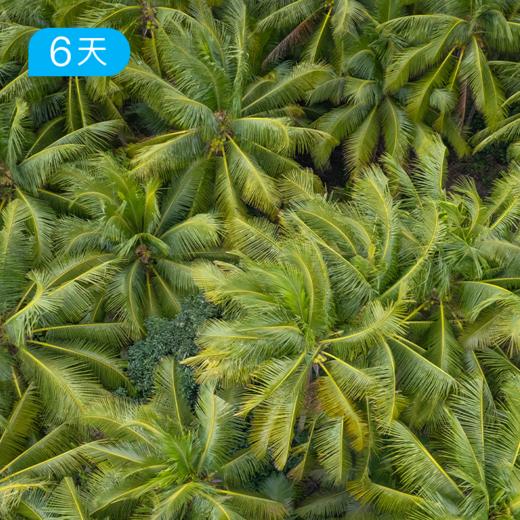 秋冬爆款｜海南4+2轻骑行 零基础可玩 提供骑行装备 5日 商品图4