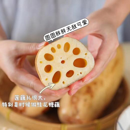 洪湖莲藕 商品图1