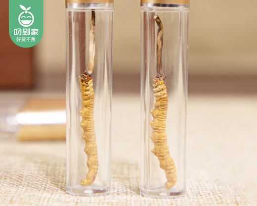 青海果洛冬虫夏草礼盒（干货-配礼袋）/1盒（16条，共4g±0.4g）生产日期：25年11月补单专用 商品图2