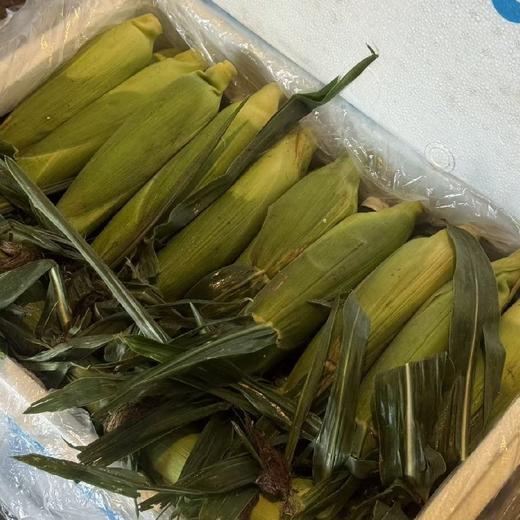 包邮！超好吃！云南高甜超嫩水果玉米【8根】生吃口感绝了，超甜，果肉细腻完全无渣，选品团队一致强烈推荐！ 商品图8