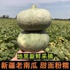 银栗南瓜 农家自种小南瓜 新鲜现摘 粉糯香甜 商品缩略图2