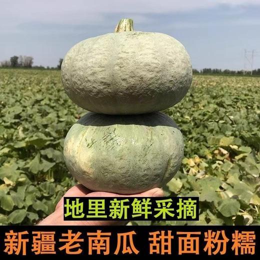 银栗南瓜 农家自种小南瓜 新鲜现摘 粉糯香甜 商品图2