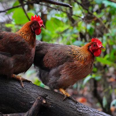 【顺丰/京东冷链】清远鸡母鸡  供港企业湾区金标认证 正宗清远鸡 168天母鸡 1kg/装 地标好物 - 叹鸡 商品图3