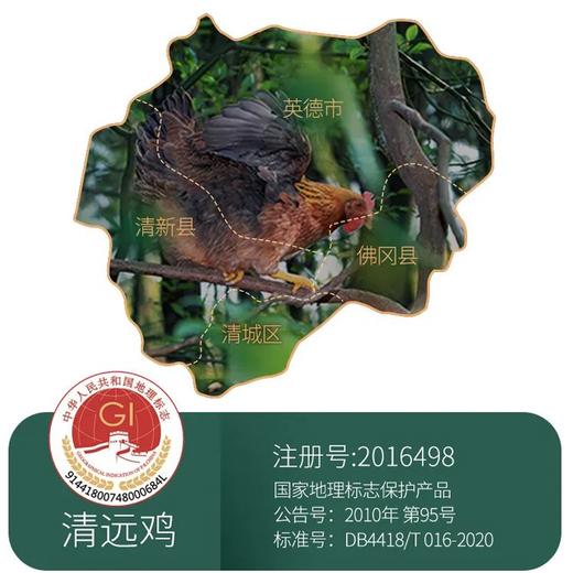 天农原种供港「清远鸡」， 清远鸡保种单位，鸡有鸡味，白水煮都巨鲜【G】 商品图1