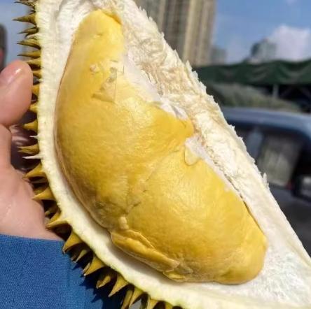 【江浙沪顺丰包邮】泰国金枕榴莲买一送一两只装，死包烂包包赔（4.4-5.5斤） 商品图1