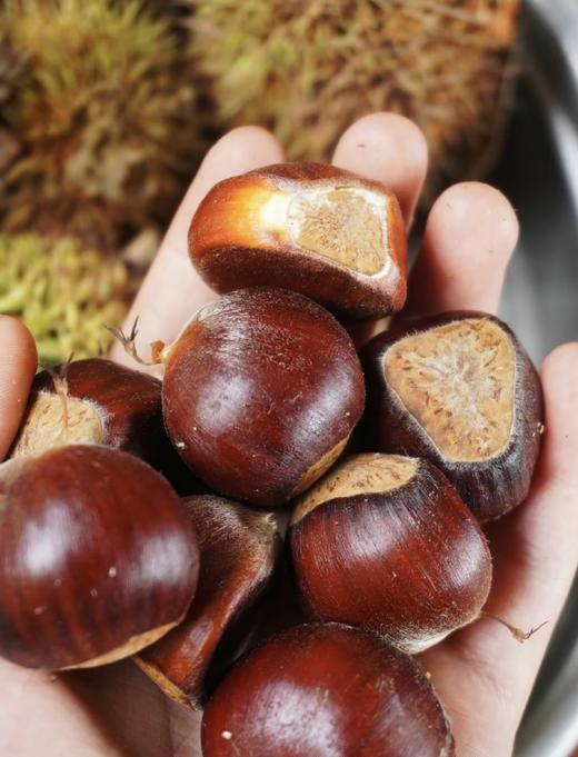 【新隆果时】云南高山鲁母板栗3斤120-150粒 / 5斤200-250粒 粉糯香甜 商品图0