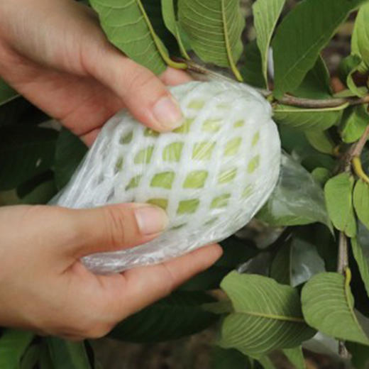 【奶油芭乐】产自广西北流，轻食界新宠，外皮清薄通透，软糯温润，色如奶油，冰淇淋般丝滑 商品图5
