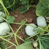 银栗南瓜 农家自种小南瓜 新鲜现摘 粉糯香甜 商品缩略图4