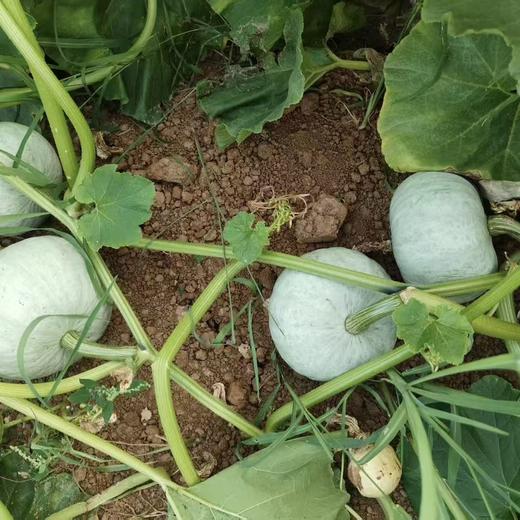 银栗南瓜 农家自种小南瓜 新鲜现摘 粉糯香甜 商品图4