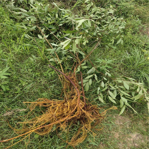 福建小叶牛奶根新鲜现挖南平野生牛奶根多规格可选松溪白花牛奶根 商品图4