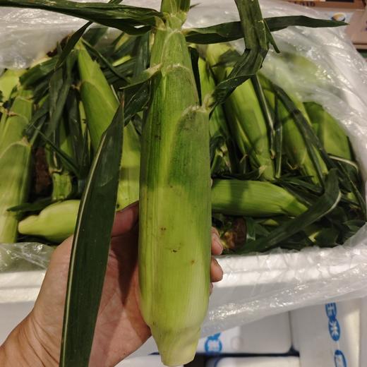 包邮！超好吃！云南高甜超嫩水果玉米【8根】生吃口感绝了，超甜，果肉细腻完全无渣，选品团队一致强烈推荐！ 商品图3