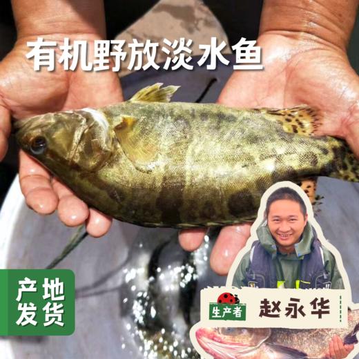 有机野放淡水鱼（桂鱼） | 合作农友生产，产自云南弥勒雨补水库，生产者：赵永华 *【公平贸易农人定价】 商品图0