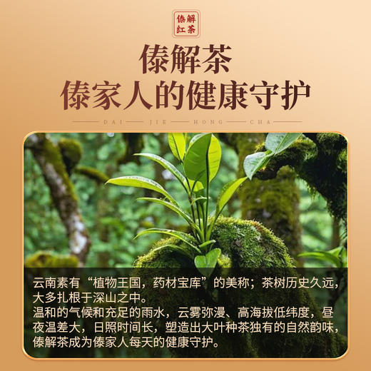 傣解茶传承2500年傣医药养生文化 商品图2