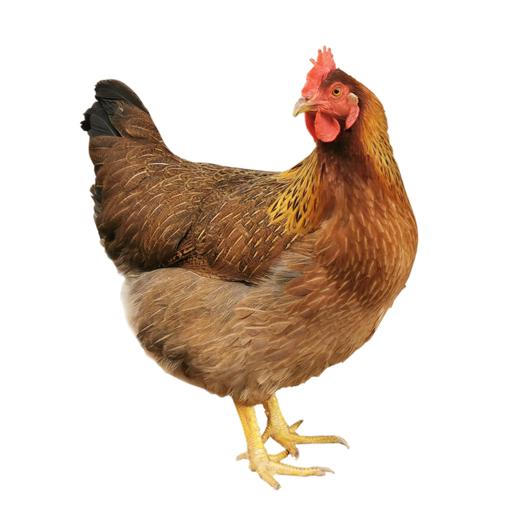 【顺丰/京东冷链】香茅草焗清远鸡450g*2 供港企业湾区金标认证 正宗清远鸡 地标好物 - 叹鸡 商品图3