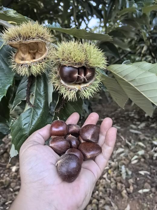 【新隆果时】云南高山鲁母板栗3斤120-150粒 / 5斤200-250粒 粉糯香甜 商品图2