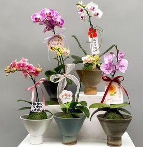 苔玉蝴蝶兰（花色随机）