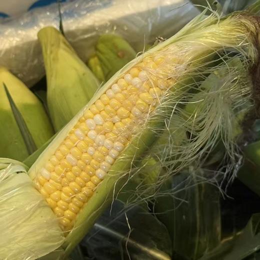 包邮！超好吃！云南高甜超嫩水果玉米【8根】生吃口感绝了，超甜，果肉细腻完全无渣，选品团队一致强烈推荐！ 商品图5