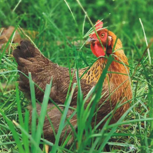 【顺丰/京东冷链】清远鸡啫啫鸡煲1.1kg 供港企业湾区金标认证 正宗清远鸡 地标好物 - 叹鸡 商品图3